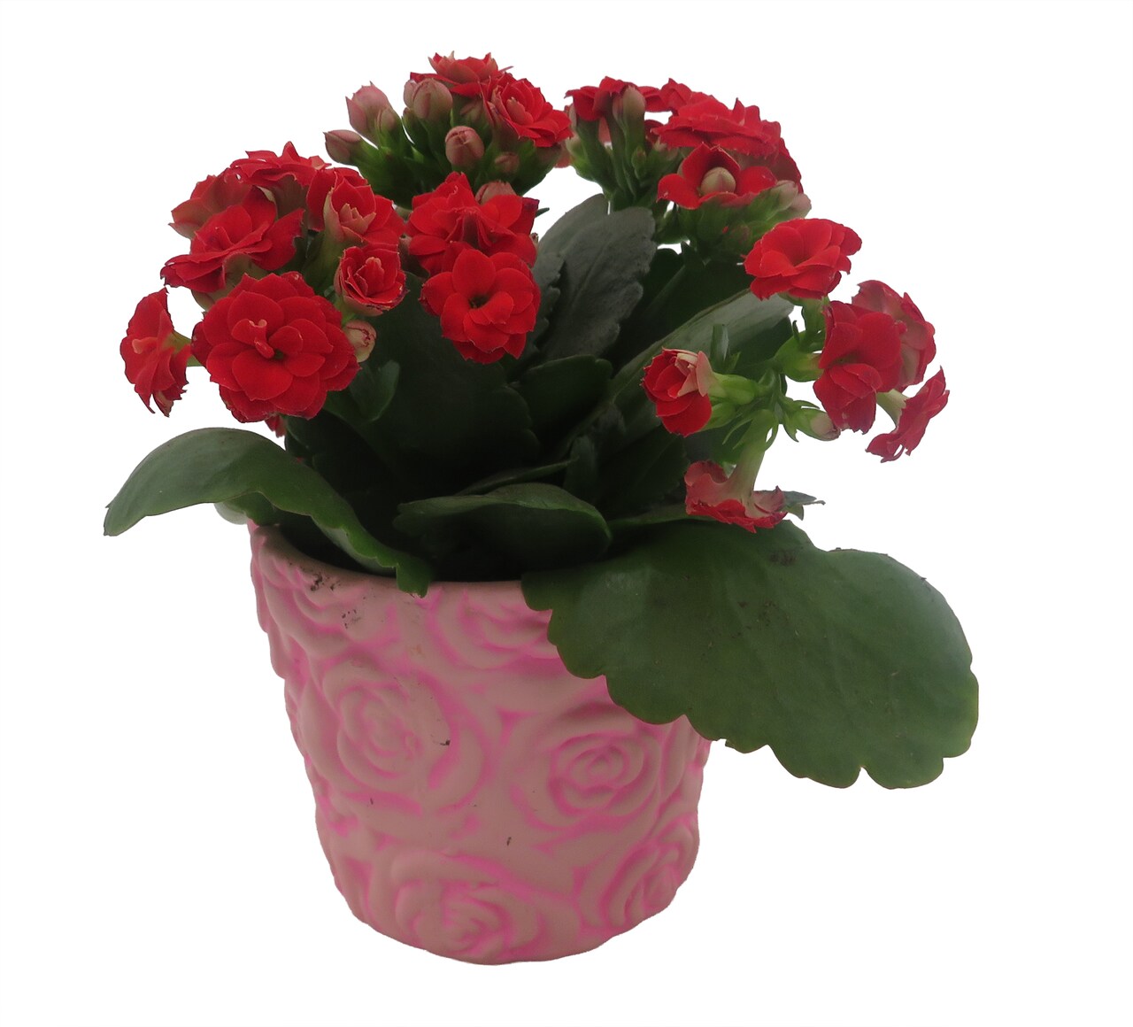 Pink Rose Planter with Surprise Calandiva Plant - 2.5" Ceramic Pot